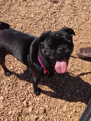 Snorty has terrific dog friendly restaurant manners thanks to coach Catherine!