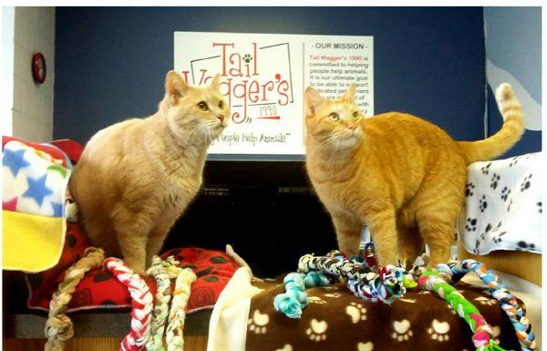 Our office cats Bentley and George thanking the girl scouts for making warm blankets for our kitties at Livonia & Westland Petco.