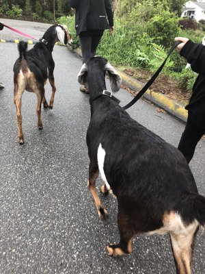 The goat animal therapy group was a great hit! Building trust and emotional regulation are easy with animal therapy groups!