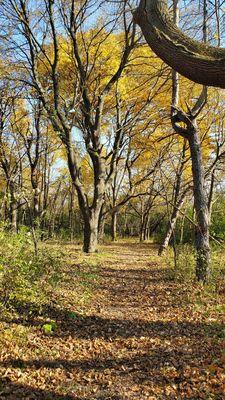 Havenwoods State Forest