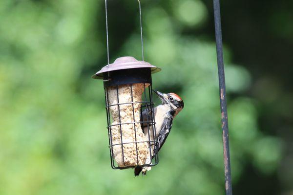 Wood pecker. Hairy, Downy, Red Piated, and Flickers love Wild Bird suet.