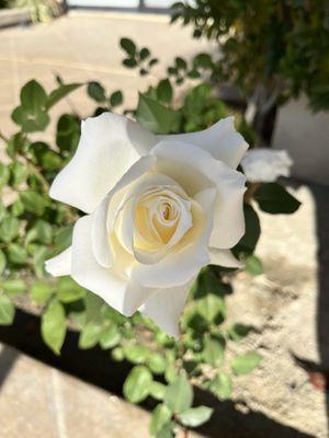 Long stem white rose