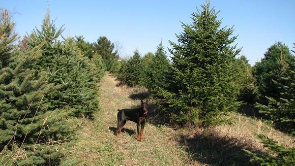 Apollo among the 11 acres of firs, spruces and pines.