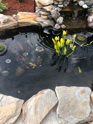 Star Ridge Aquatics