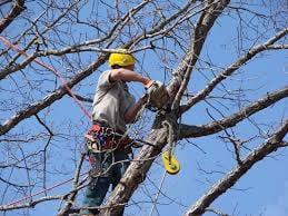 Springfield Tree Service