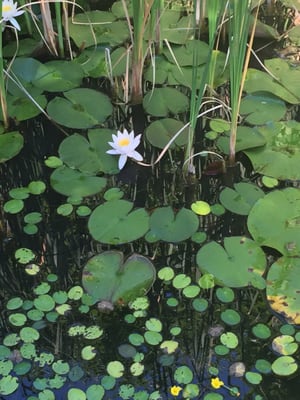 Real lily pads in a pond with bullfrogs and koi fish?! Where are we?! :)