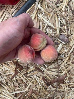 Tucson grown peaches