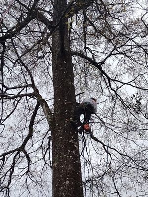 Doug's Tree Service