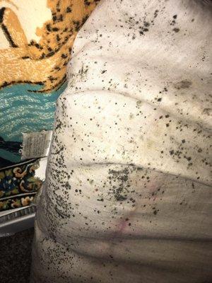 Mold from the wall, to a pillow