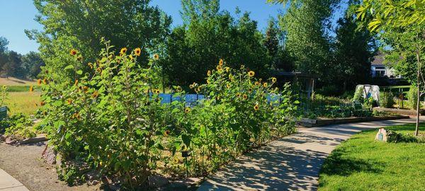 Community garden