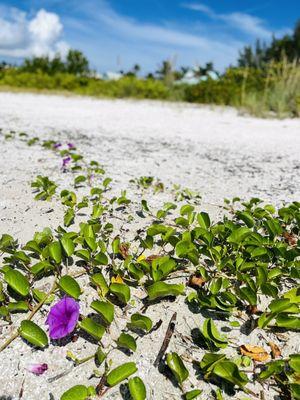 Bloom @ The Beach: (Where Do I Even Get This In NY??? I Don't Think Anywhere But Here)