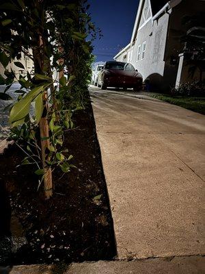 Precise concrete cut for hedge installation.