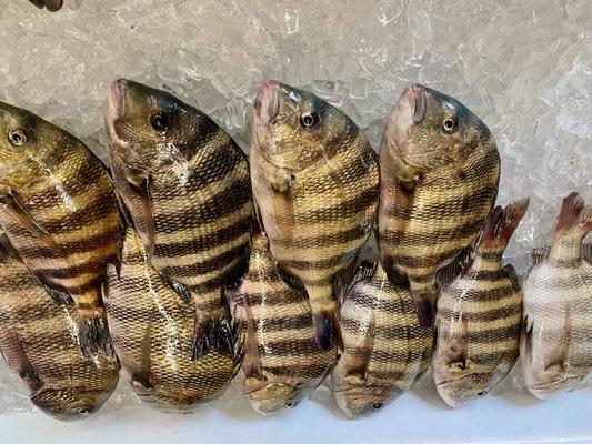 Sheepshead.