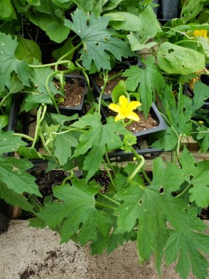 This is a bitter melon vine.