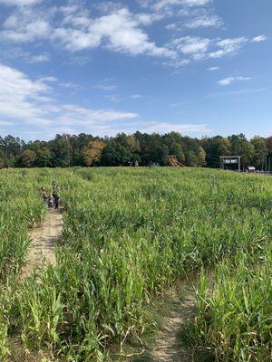 Corn maze