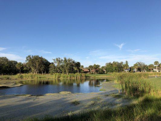 This lagoon attracts lots of wildlife including herons, ducks, coots, grebes and lots more. Great place to go if you like bird watching