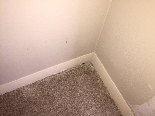 More dead bugs along carpet edges in bedroom