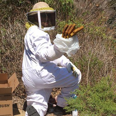 Removing bees and beehives