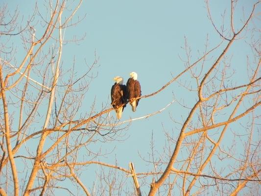 Great Bird watching at the Arboretum, Crow Wing State Park, & many more sites.