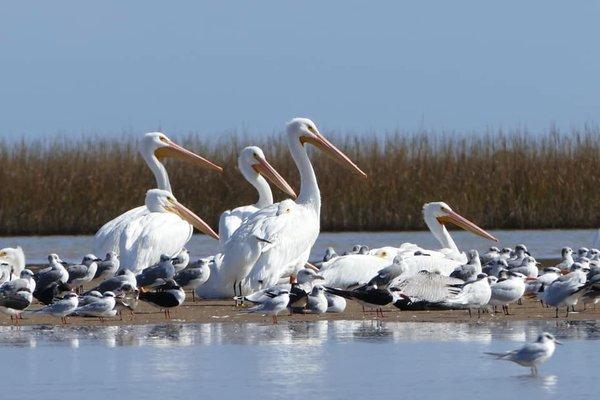 Pelicans and Seagulls