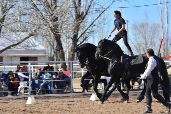 Friesians from Gala of The Royal Horses