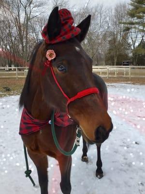 Horses at Masconette Farm always look sharp.