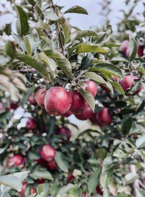 Beautiful apples