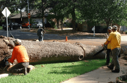 Tree Removal