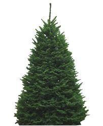 Noble Fir