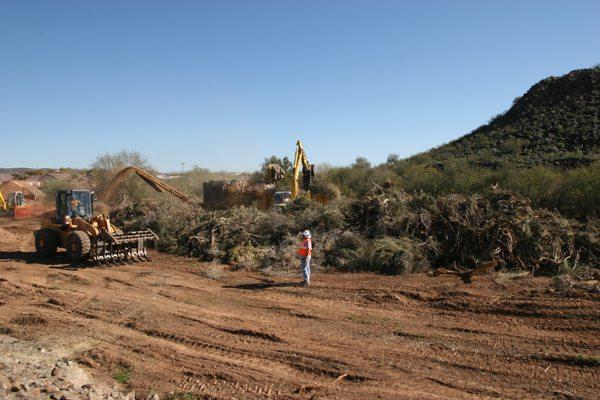 Large Pile of tree debris to grind up and recycle