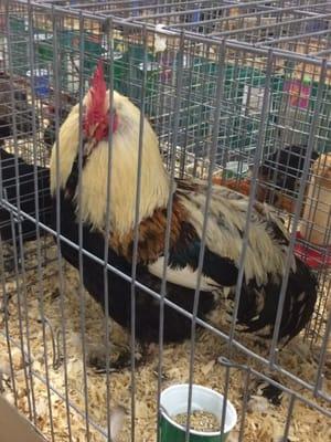 Yeah it's a rooster.  It's Albany