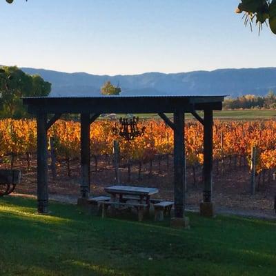 Our Syrah vines at sunset