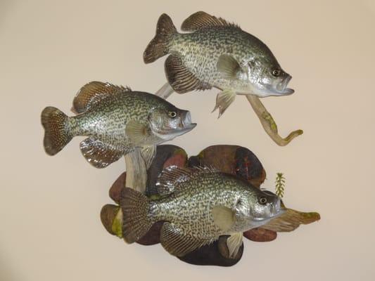 Crappies