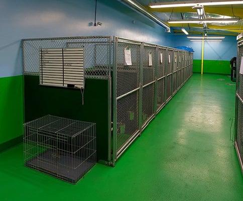 Overnight kennels in our Boarding room