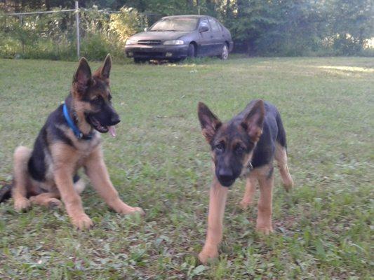 This is Duke and Dutchess they are siblings. They are energetic and very smart.