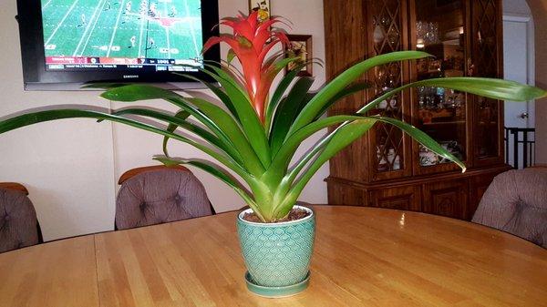 A beautiful Bromeliad plant for my sweet lady on our anniversary!