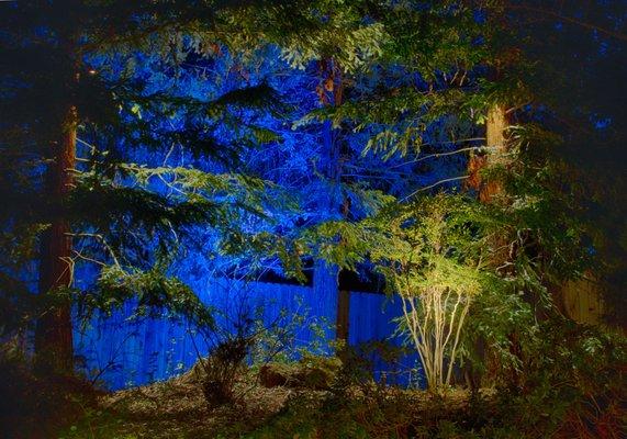 Mysterious and intriguing blue within a small grove of Sequoia trees.