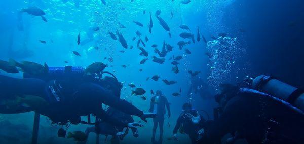 Scuba Diving Tampa. Scuba Diving Certification, Scuba Diving Trips, Scuba Diving Classes, Scuba Diving