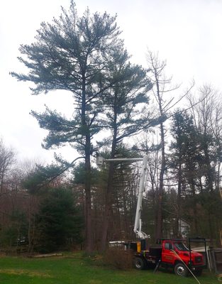 Gladski Tree Service