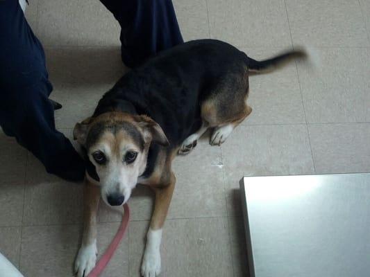 Olivia strikes a pose at the Pennington Veterinary Clinic.