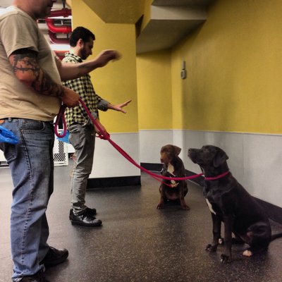 Basic Obedience Class.