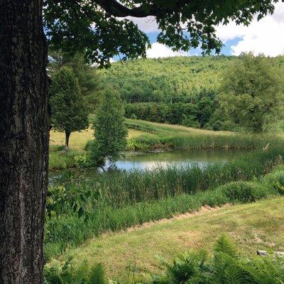 A view of the pond.