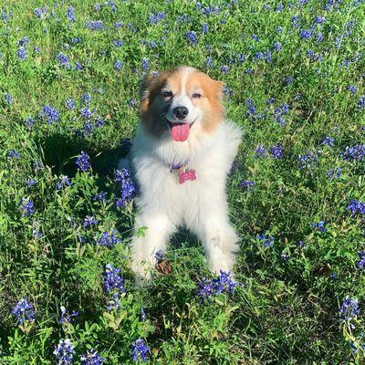 Penny with bluebonnets