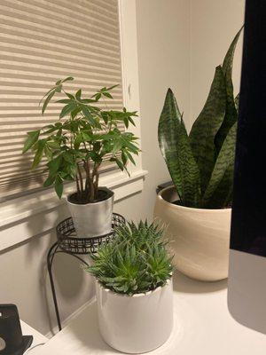 Got my money tree, snake plant and pots from here!