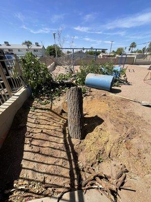 Tree removal!!