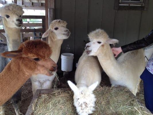 Alpacas