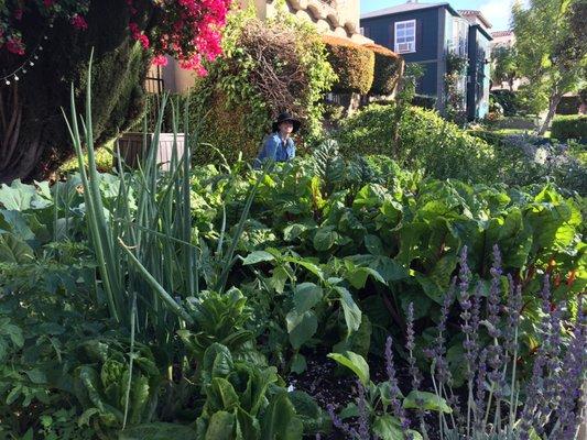 Edible oasis of chard, onions, romaine lettuce and French lavender (compost in the background).