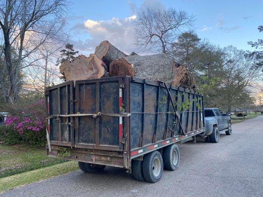 Let Our Experts Handle Your Next Tree Removal and Tree Hauling Project