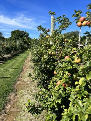 Apple orchard