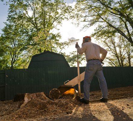 Alpine Stump Grinding to the rescue